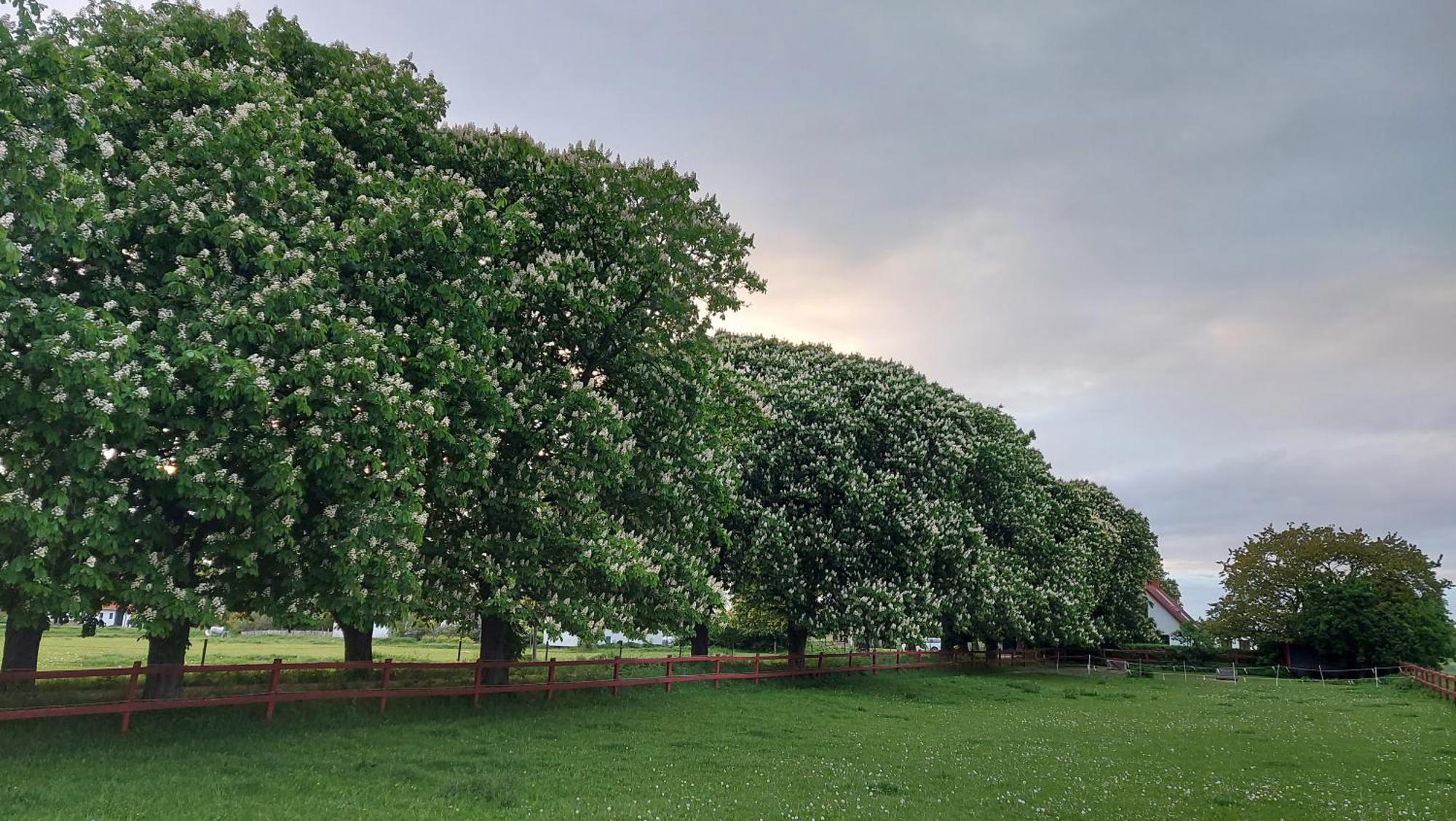 Lantligt Och Lugnt Boende Naera Natur Och Stad 스베달라 시 외부 사진